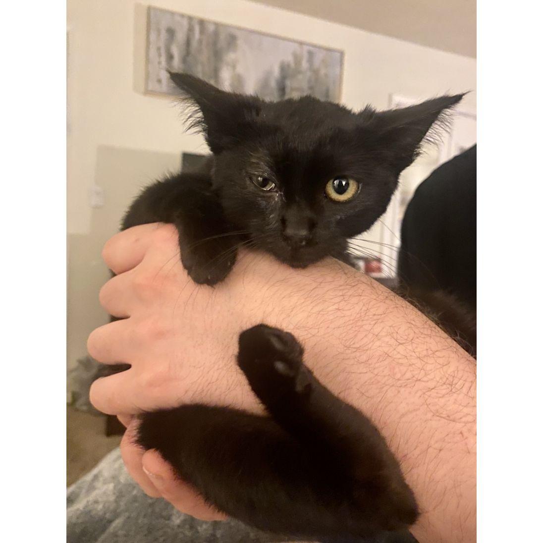First came Bean, a baby kitten with a terrible eye infection that we adopted in December 2020