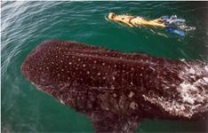 Snorkel with sharks