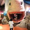 Museum of Discovery and Science