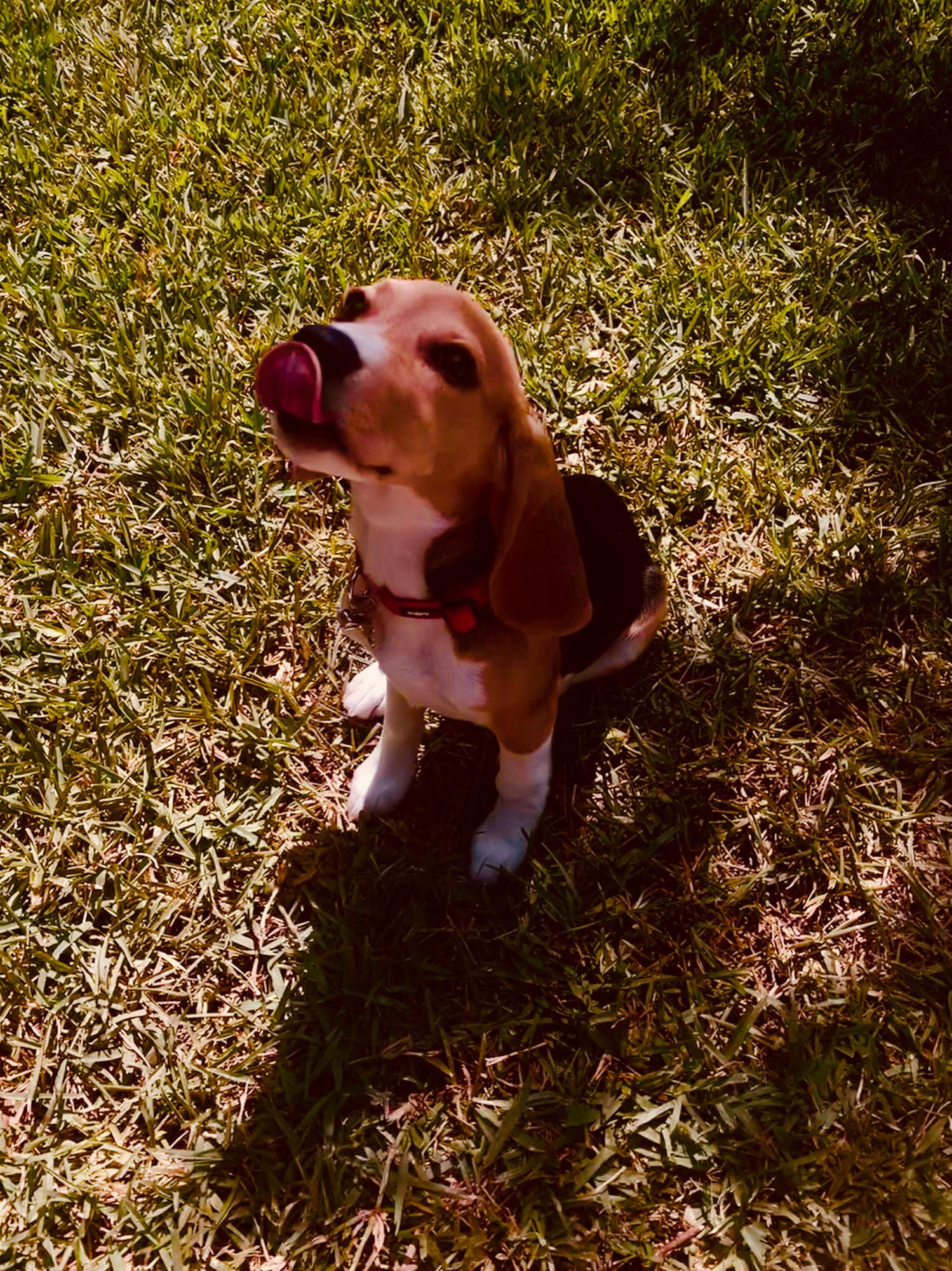 Bentley Bea - the newest family member!