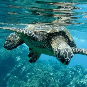 Private snorkeling tour with sea turtles