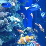 Aquarium of the Pacific