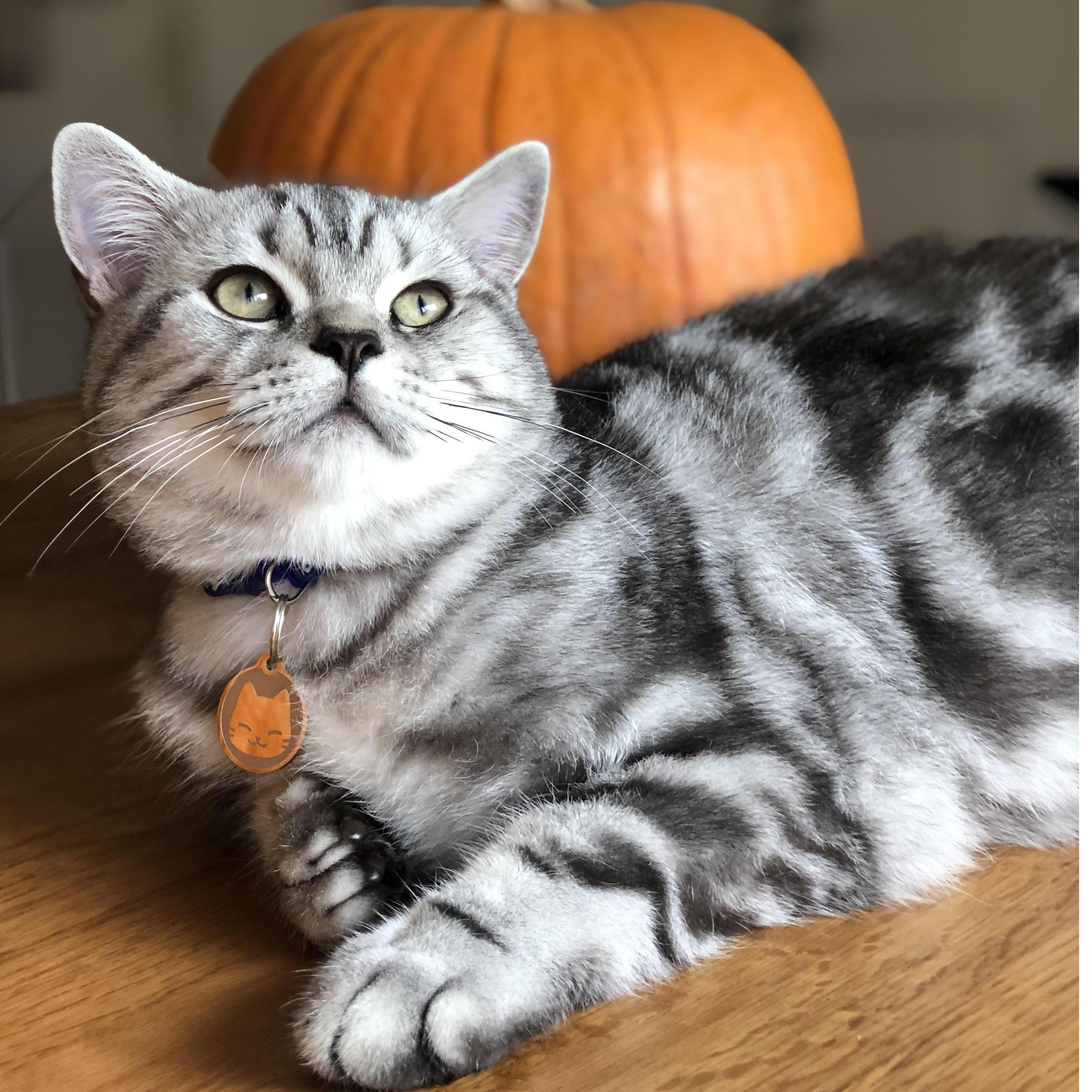 Totoro