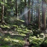 Old Sauk River Trail