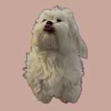 Luna's Top Picks
