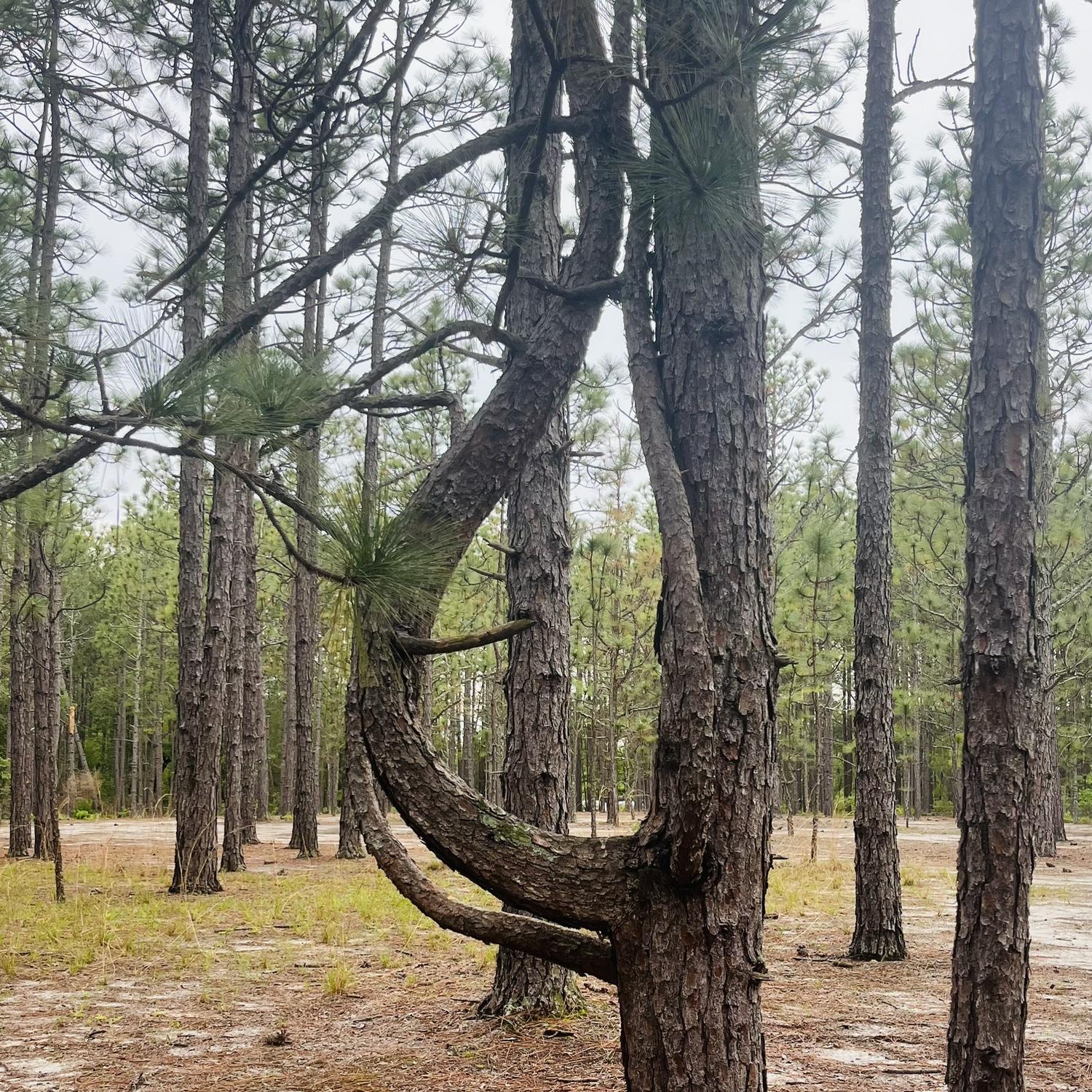 Found the most interesting tree on Ani’s grandparents’ land. (Raeford, NC)