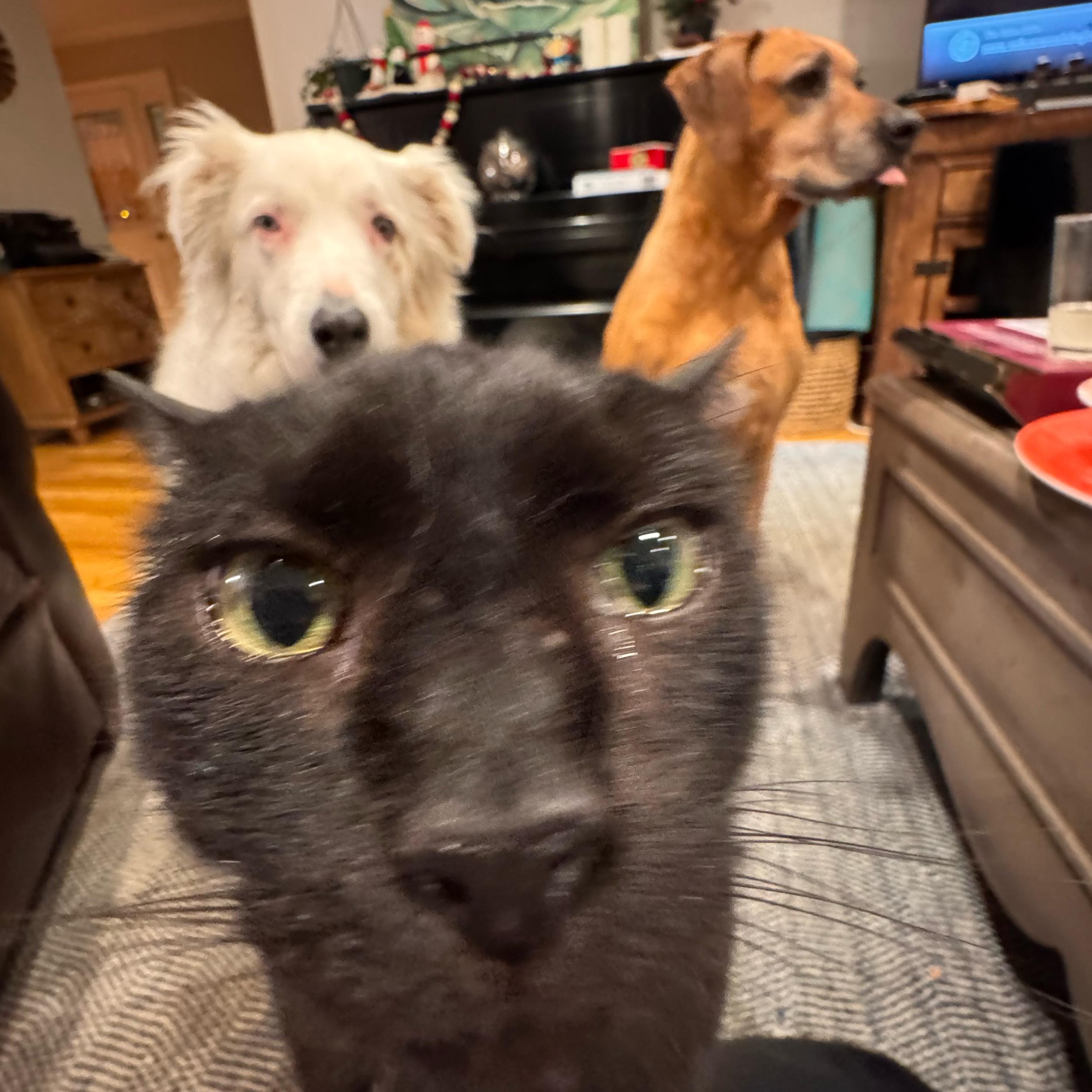 Pet Sitting For Our Honeymoon