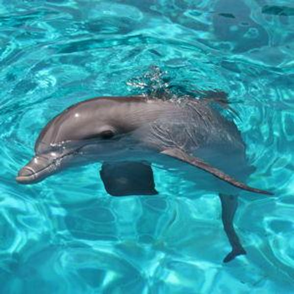 Honeymoon - Dolphin Discovery at Cancun-Isla Mujeres