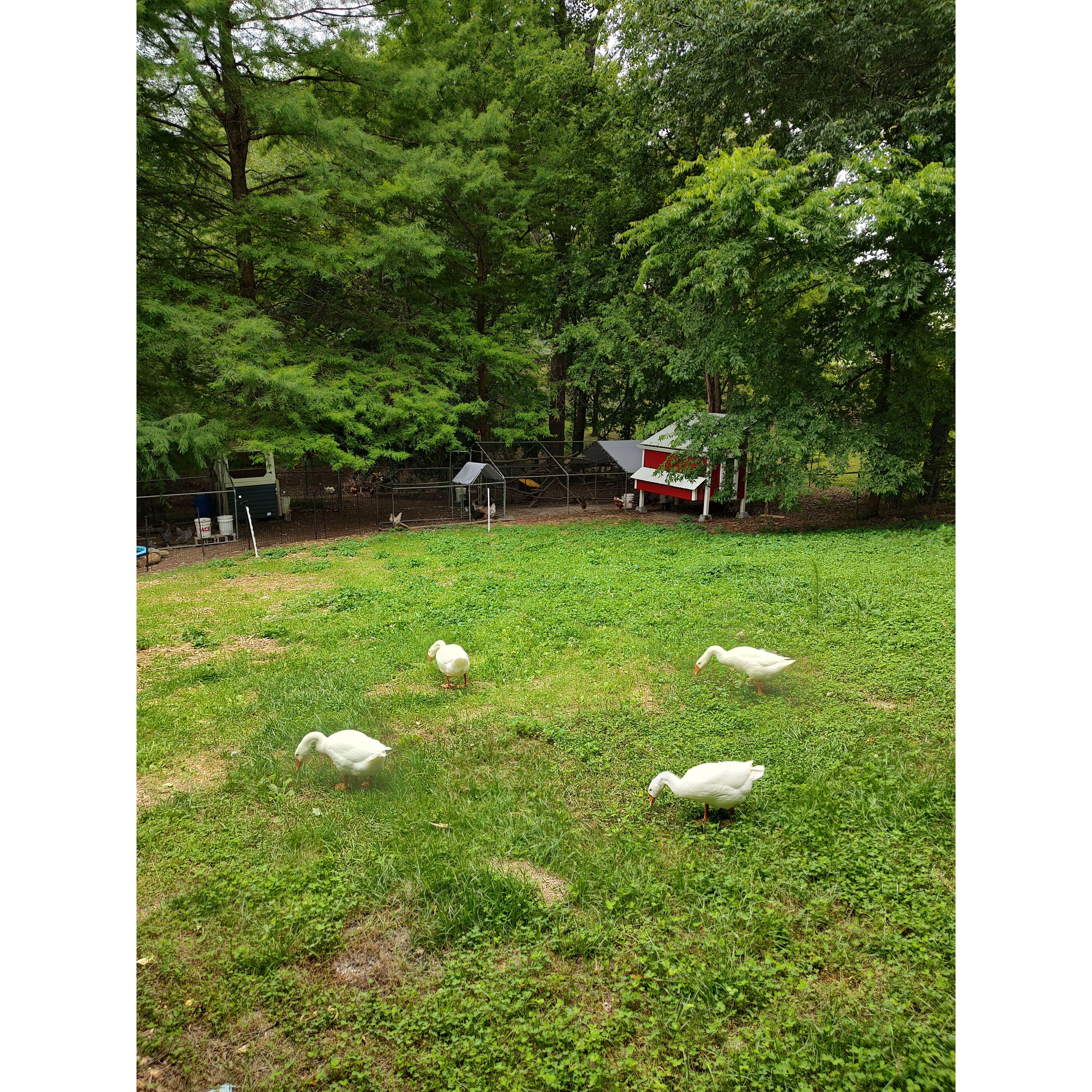 The homestead we're building