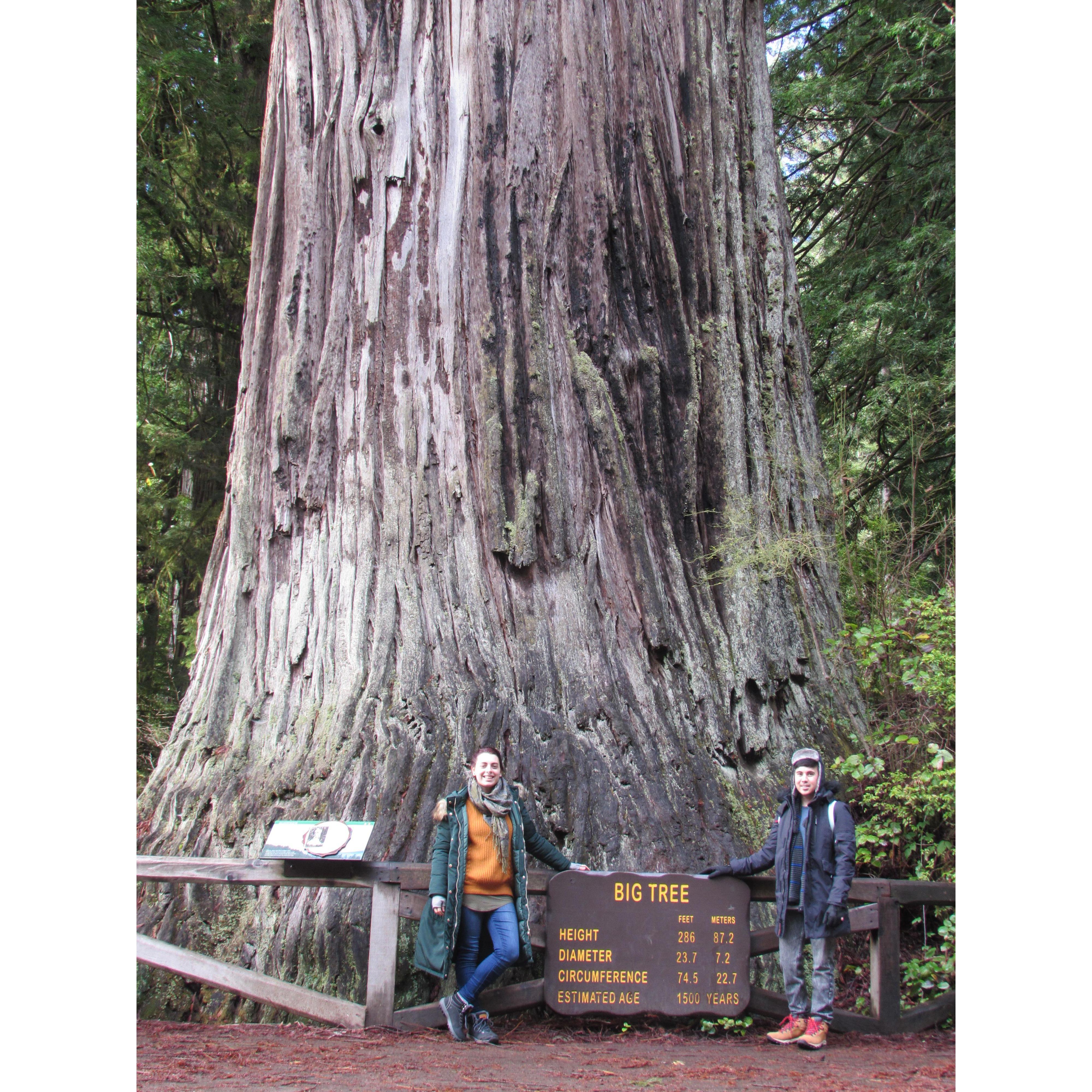 One of the Big Trees we encountered on our vacation in the Redwoods.
