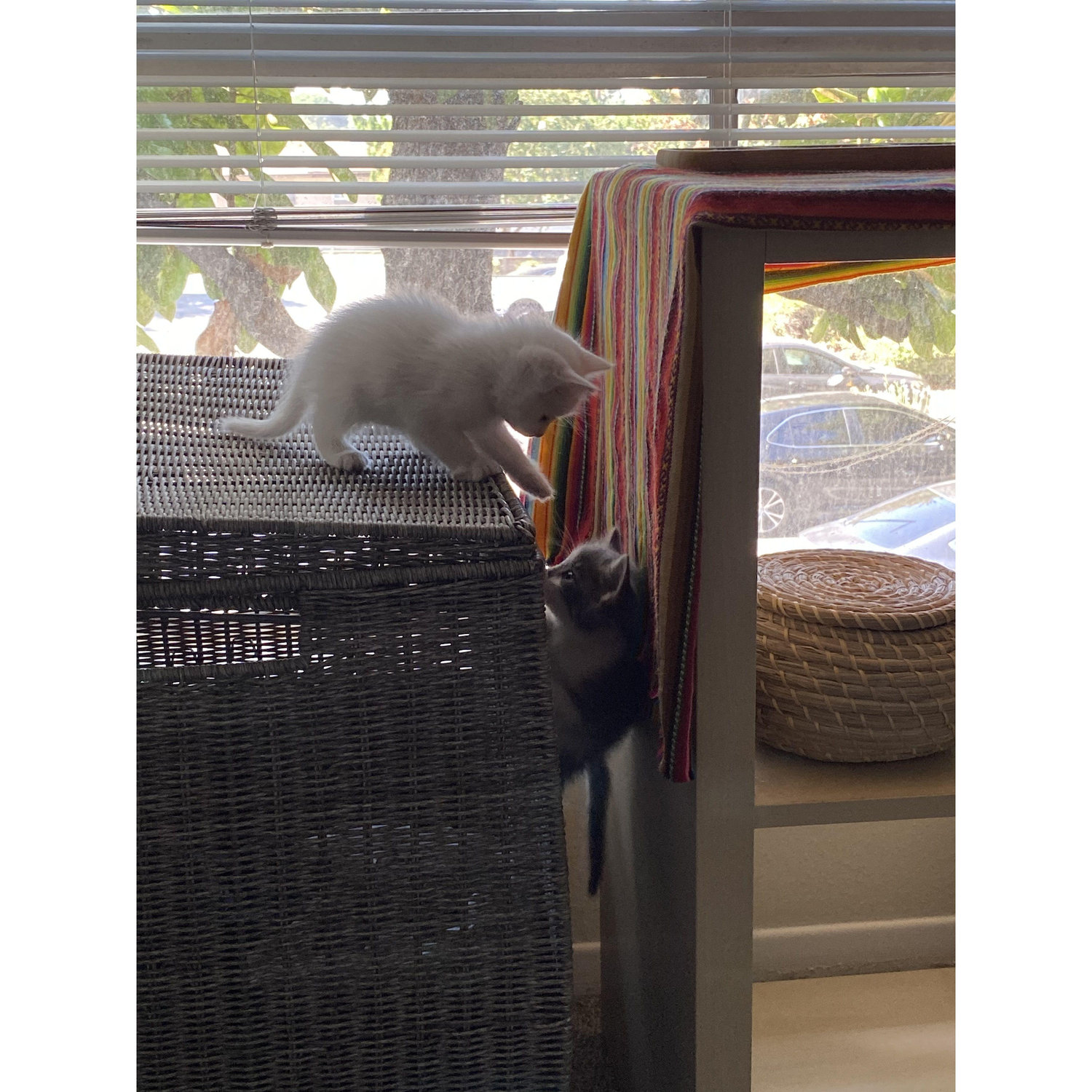 The day we adopted Ghost & Zuko, who helped us get through quarantine. August 2020