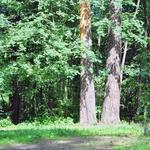 Myles Standish State Forest