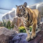 Mike the Tiger's Habitat