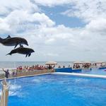 Marineland Dolphin Adventure
