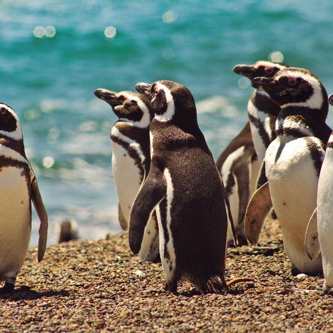 Walk with the Penguins in Martillo Island
