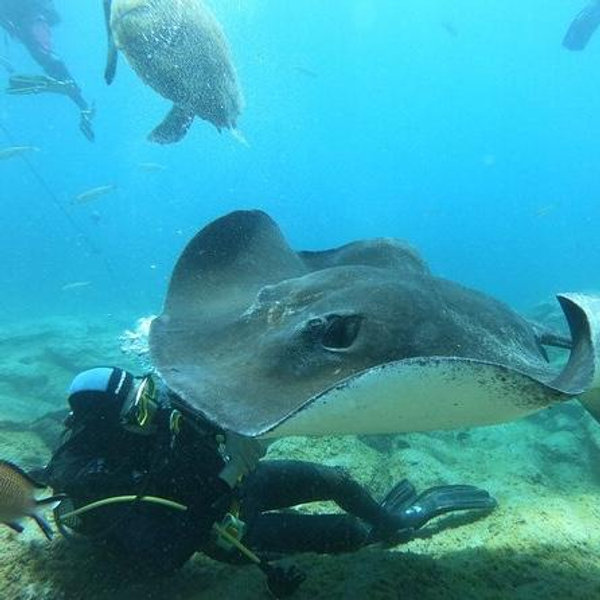 Scuba Diving in Tenerlife