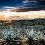 Tequila