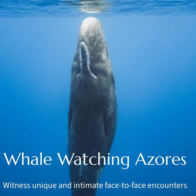 Whale Watching Excursion