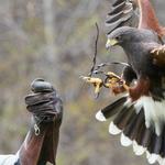 VINS Nature Center