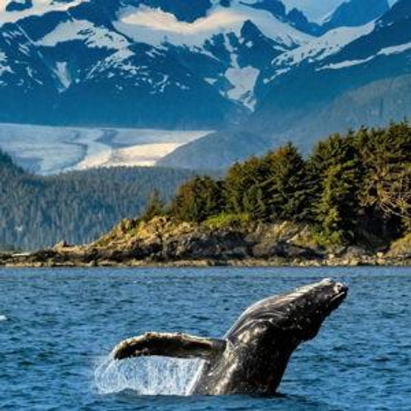 Whale Watching!