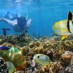 SNORKELING AT SMITH'S REEF OR BIGHT REEF