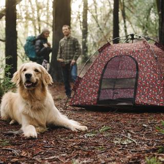 Scout & About Outdoor Pet Tent