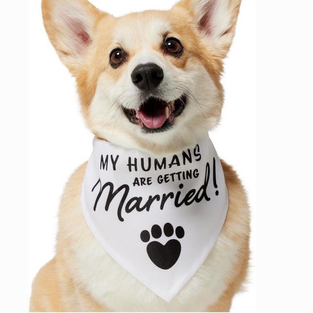 FRISCO My Humans are Getting Married Dog & Cat Bandana, X-Small/Small - Chewy.com