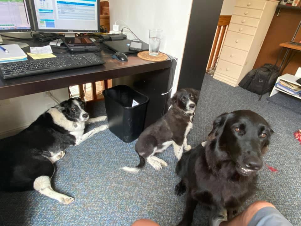 The rest of the beasts