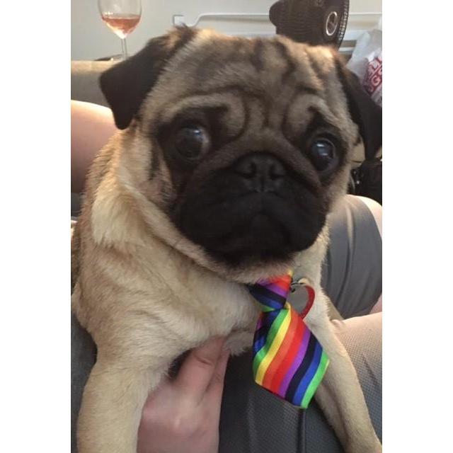 Pride pug!