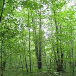 Forests and Parks near the Shire