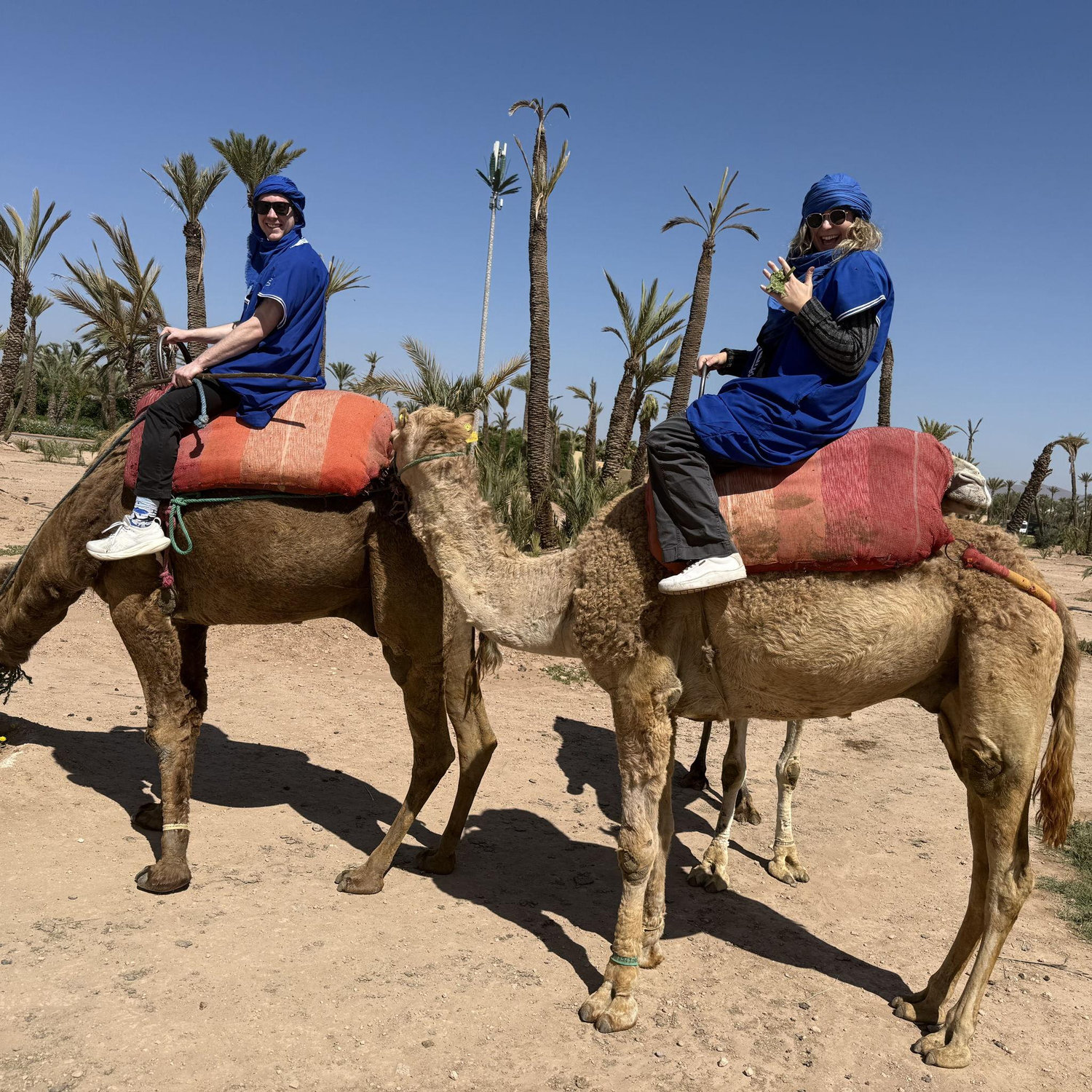 Riding camels in Marrakesh, Morocco