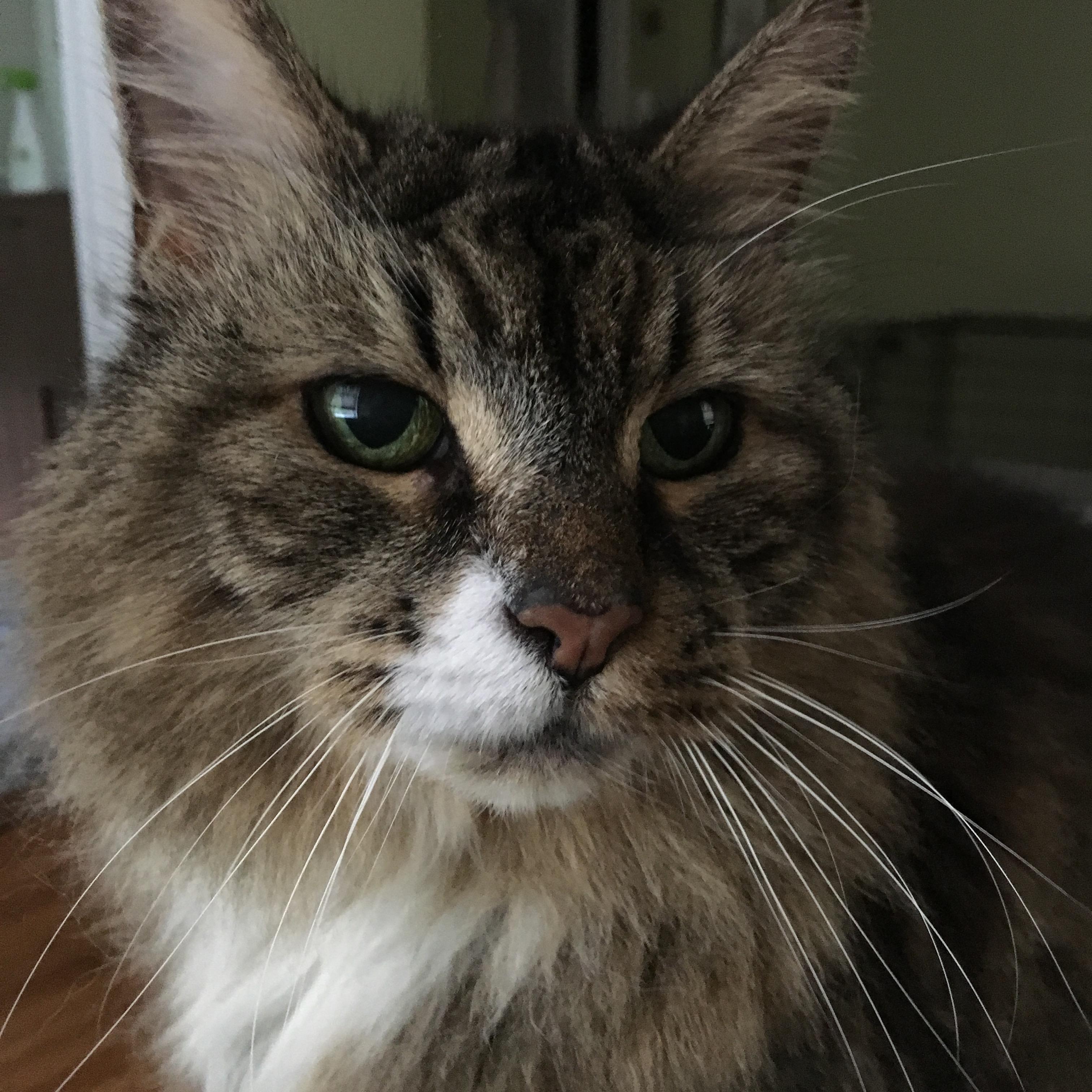 Our family member, Mouse