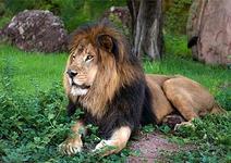 Phoenix Zoo