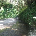 Fern Canyon