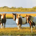 Assateague Island National Seashore