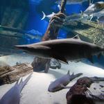 Long Island Aquarium