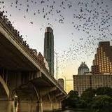 Congress Avenue Bridge