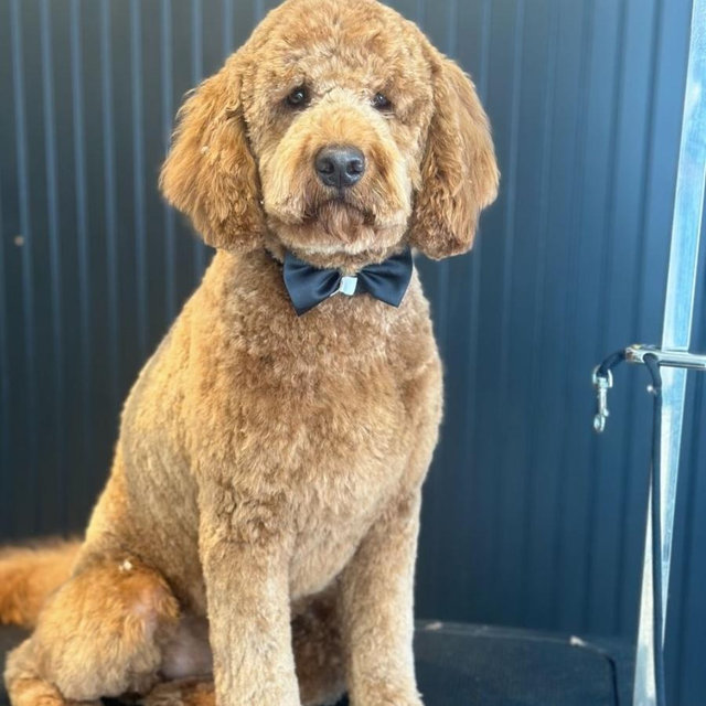 Cooper’s Collection: Treats, Toys & Tailored Style
