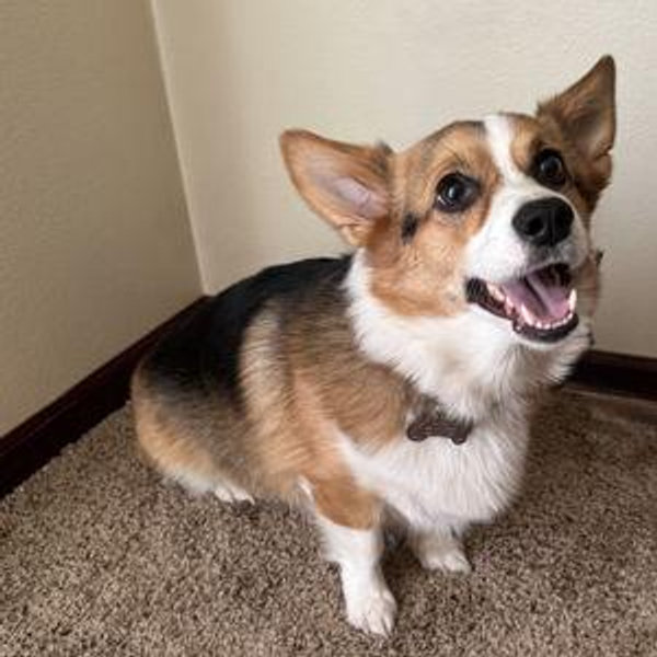 Raya's Toy and Treat Fund