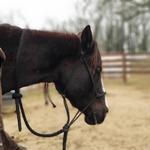 Ozark Mtn. Trail Rides