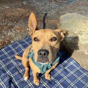 DC Humane Alliance