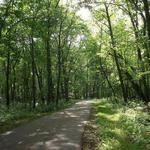 Busse Woods