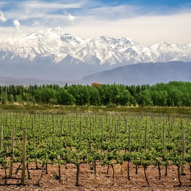 Mendoza Vineyard Tours