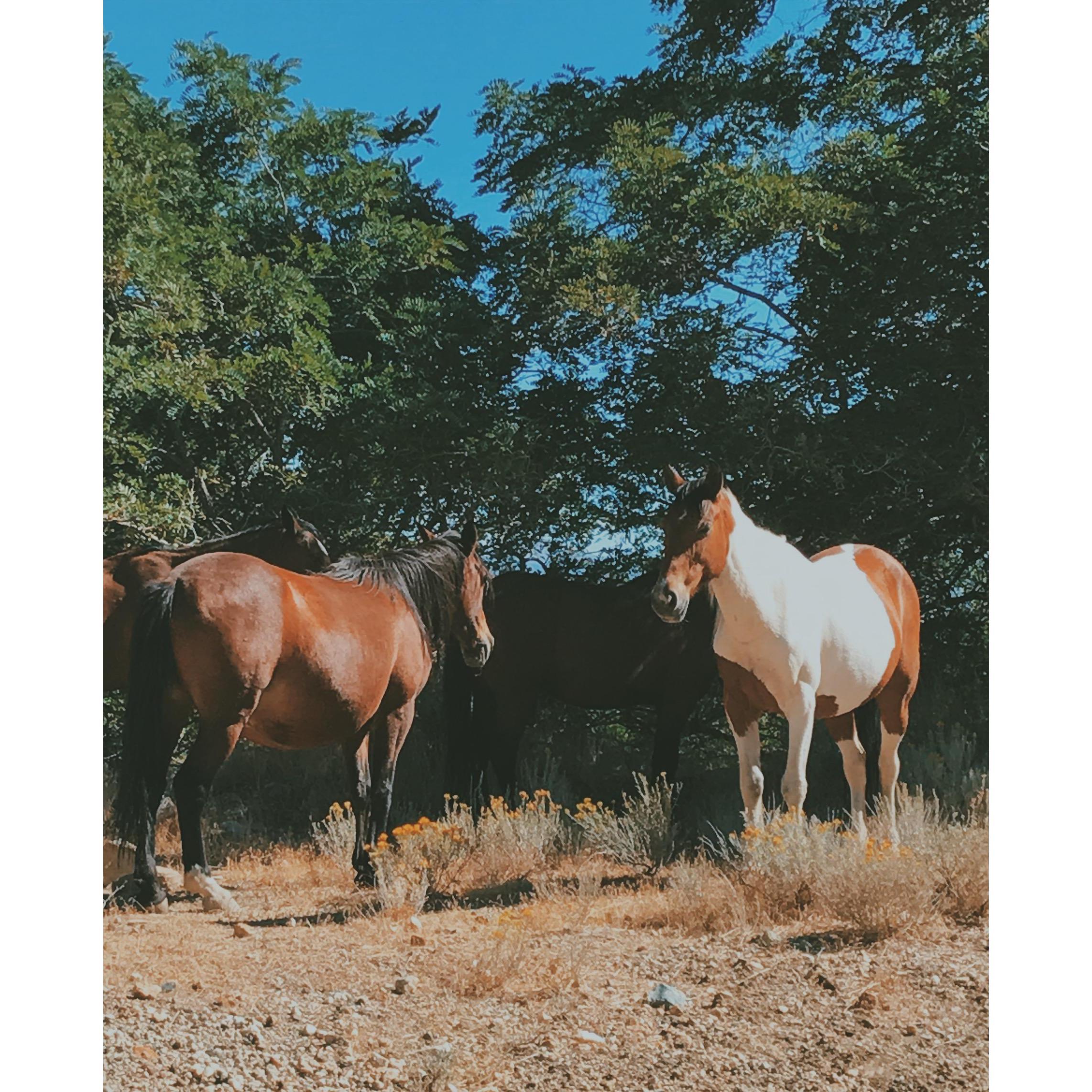 Virginia City has a lot of wild horses! Please watch out for them when on the roads and keep a respectful distance.