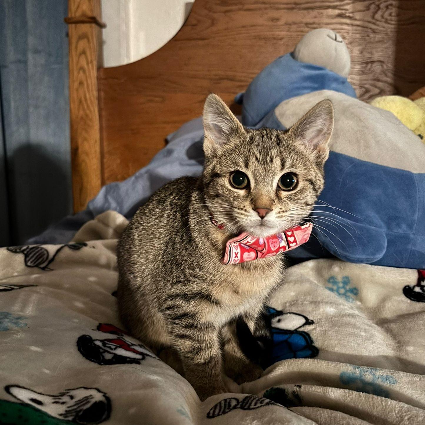 Our first girl cat, Ripley completes our family (for now) January 2025