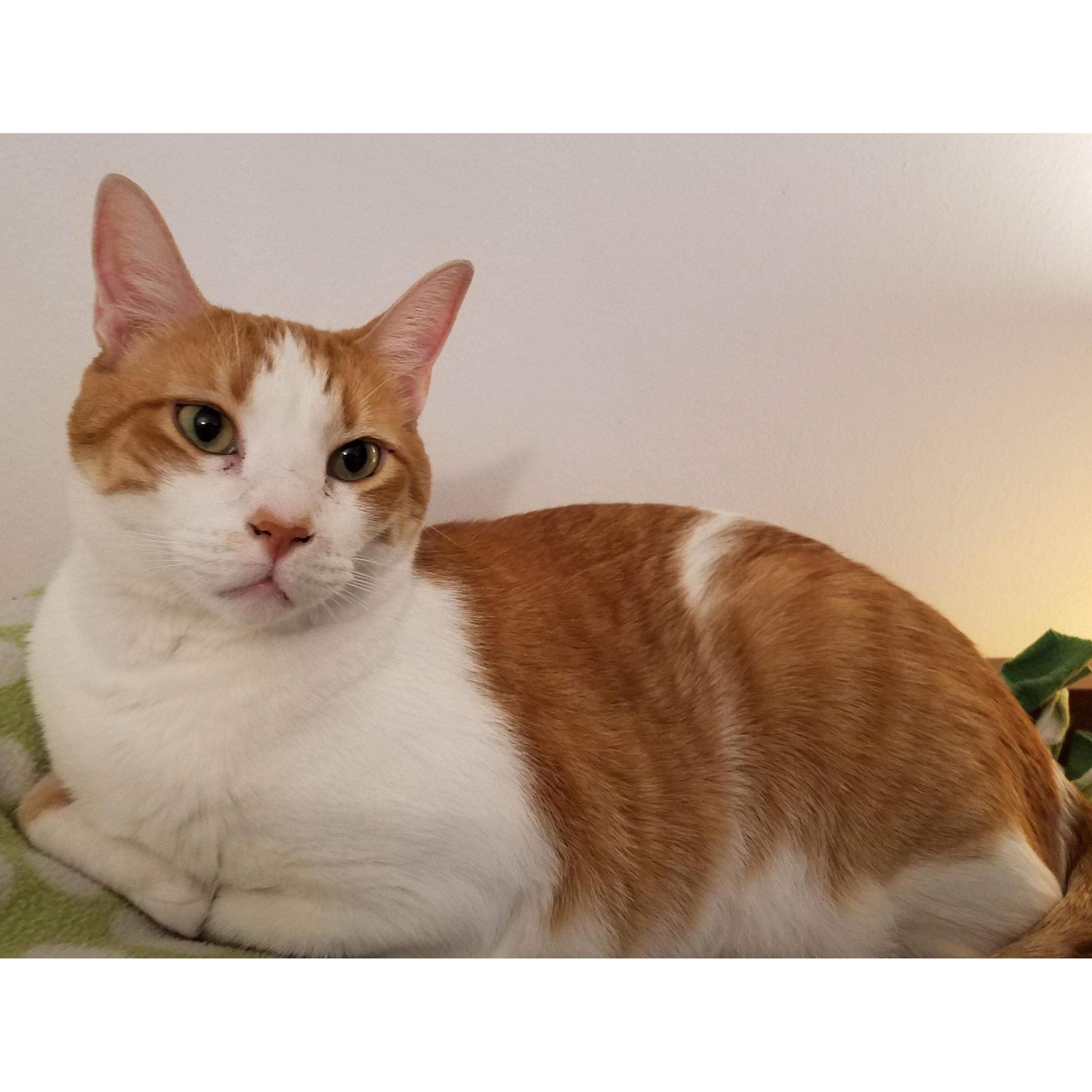 Our katze, Apollo (or mimi).