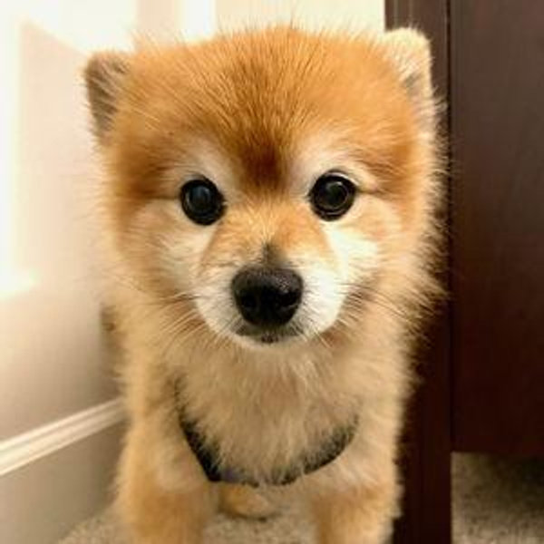 Our New Pup