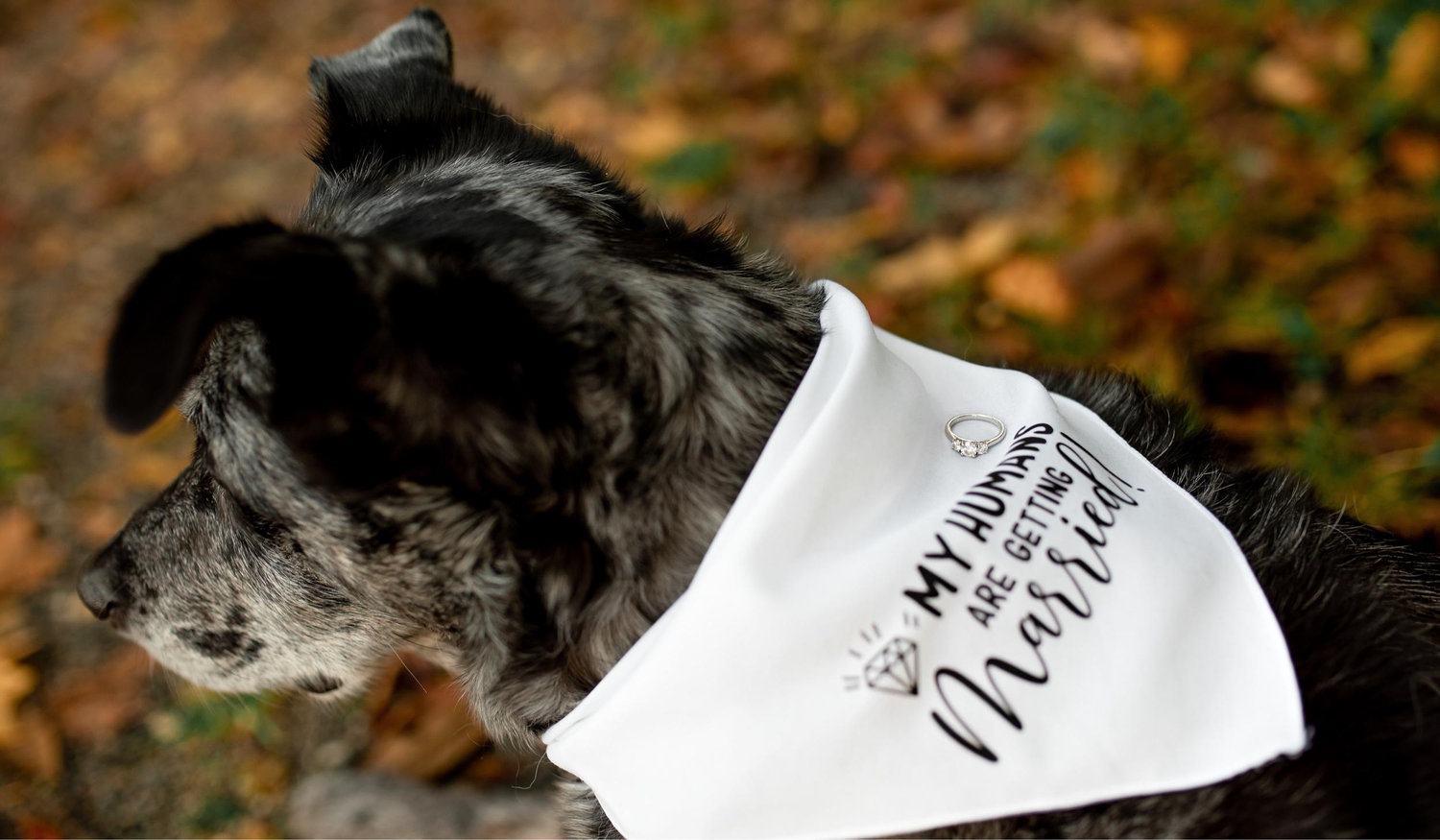 The Wedding Website of Jackie Raudabaugh and Michael King