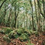 Shivapuri National park, Tinchuli
