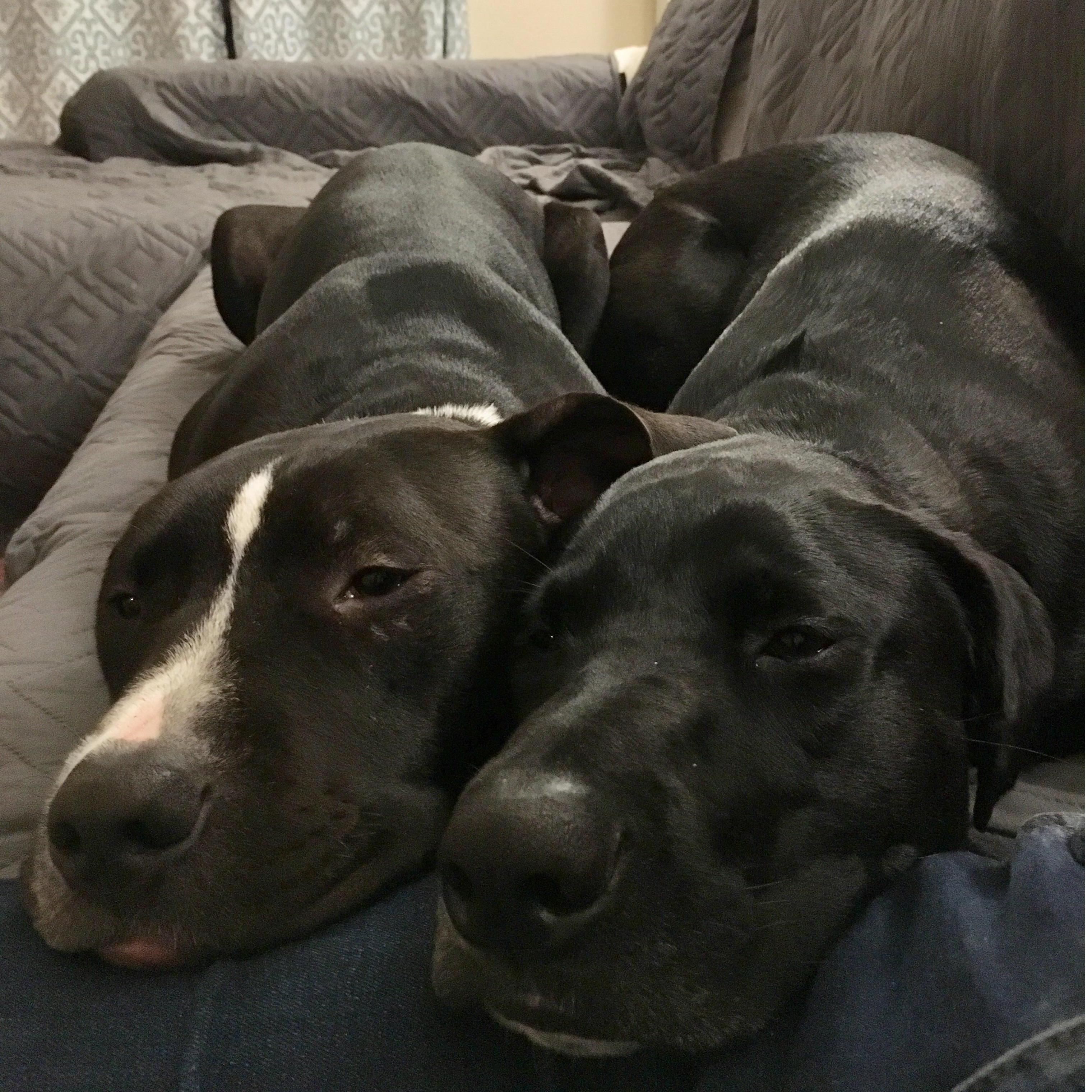 Our family grew by one in November!  Gracie gets a baby brother, Beckham!